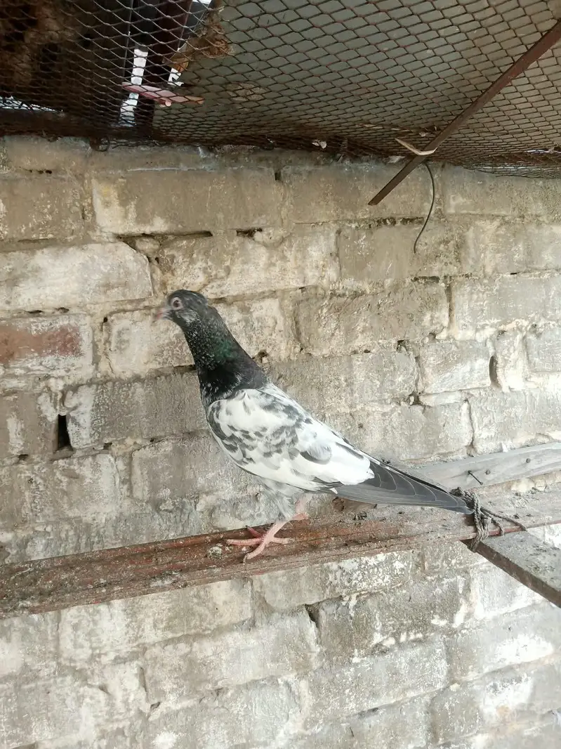 dabwala pigeons — photo 7