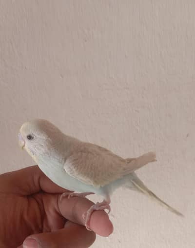 Hand Tame budgie parrot