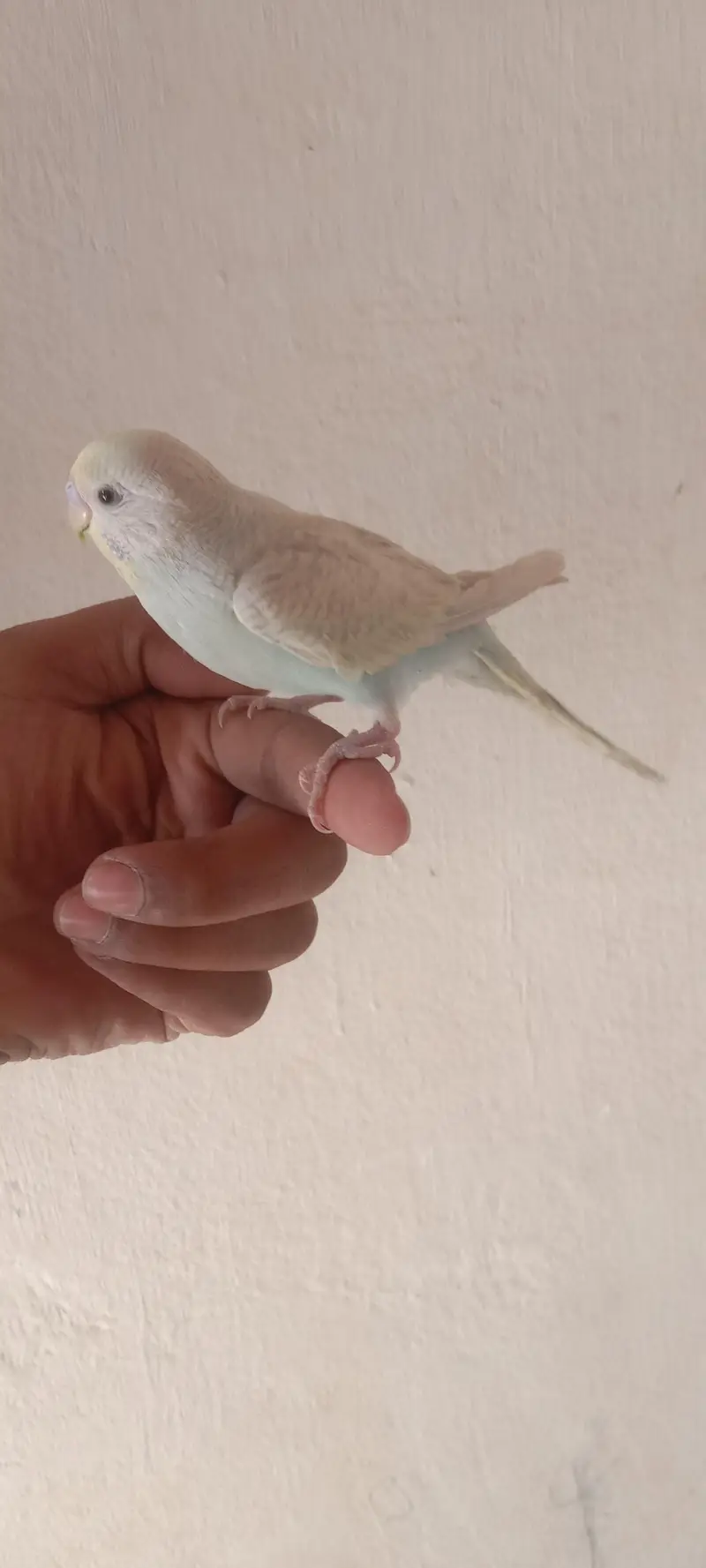 Hand Tame budgie parrot — photo 2