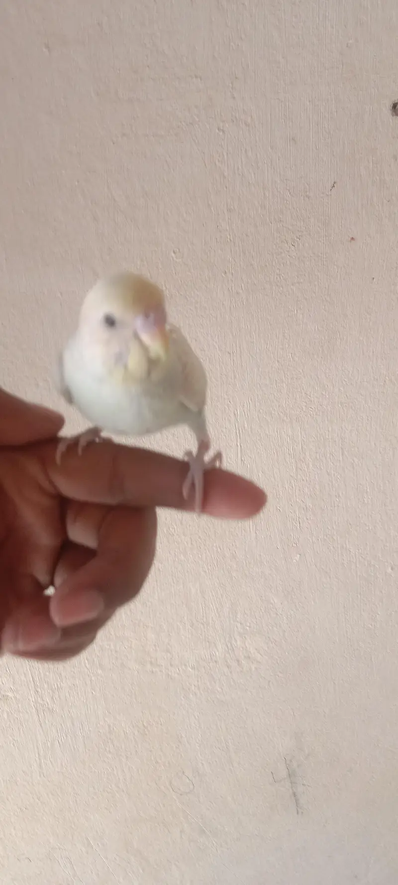 Hand Tame budgie parrot — photo 3