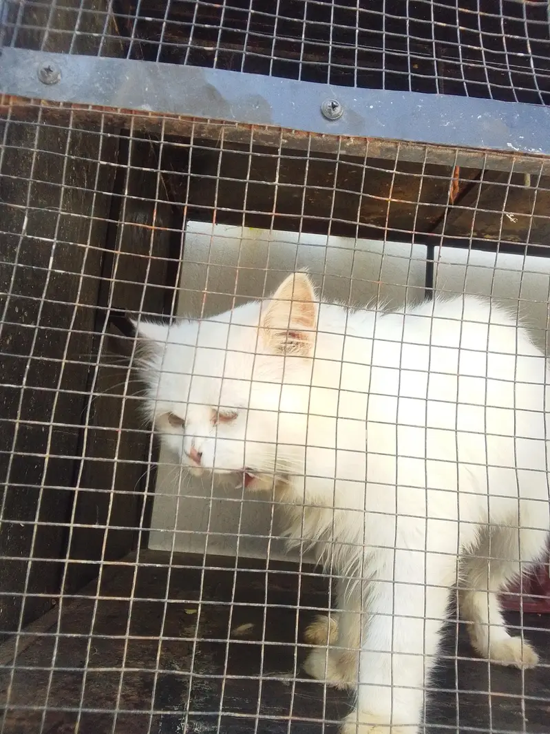 presion billa+pinjra dubell story — photo 2