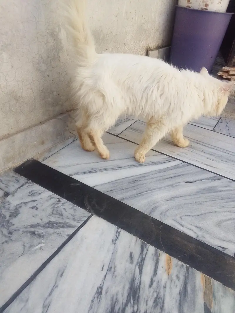 presion billa+pinjra dubell story — photo 3