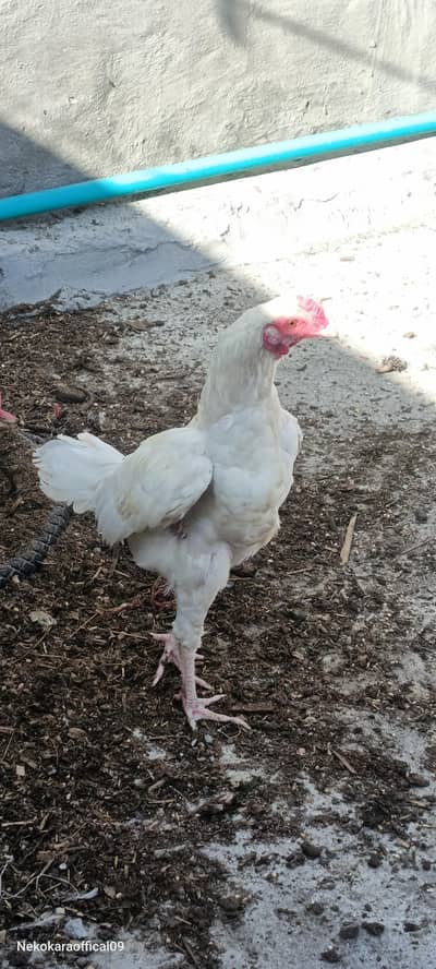 White Heera aseel