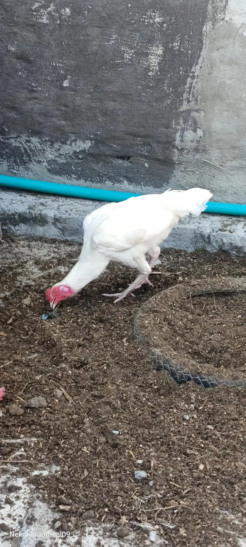 White Heera aseel — photo 2