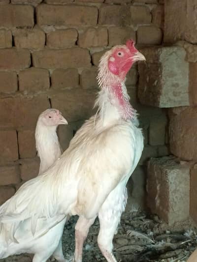 high quality aseel heera pair forsal or exchange