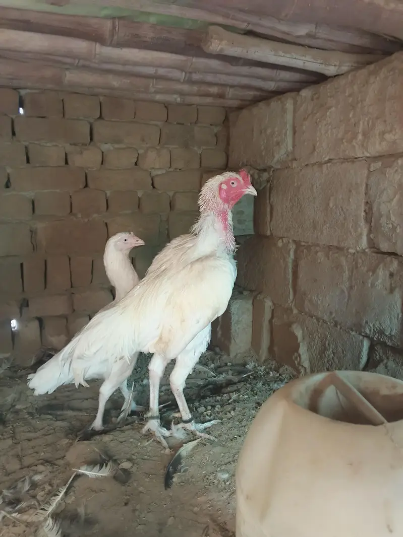 high quality aseel heera pair forsal or exchange — photo 2
