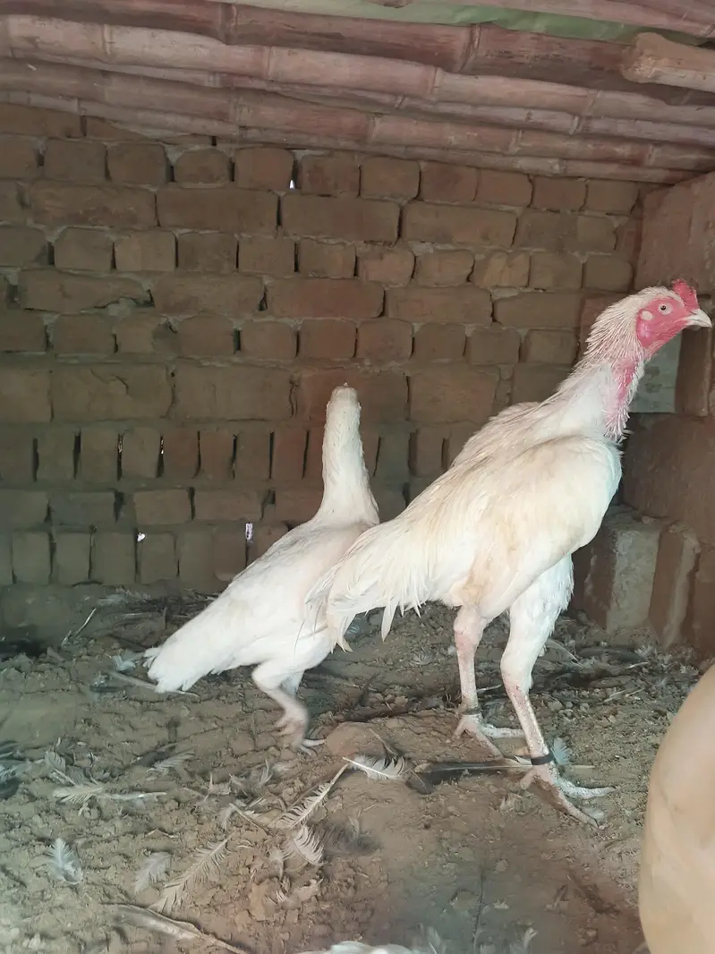 high quality aseel heera pair forsal or exchange — photo 3