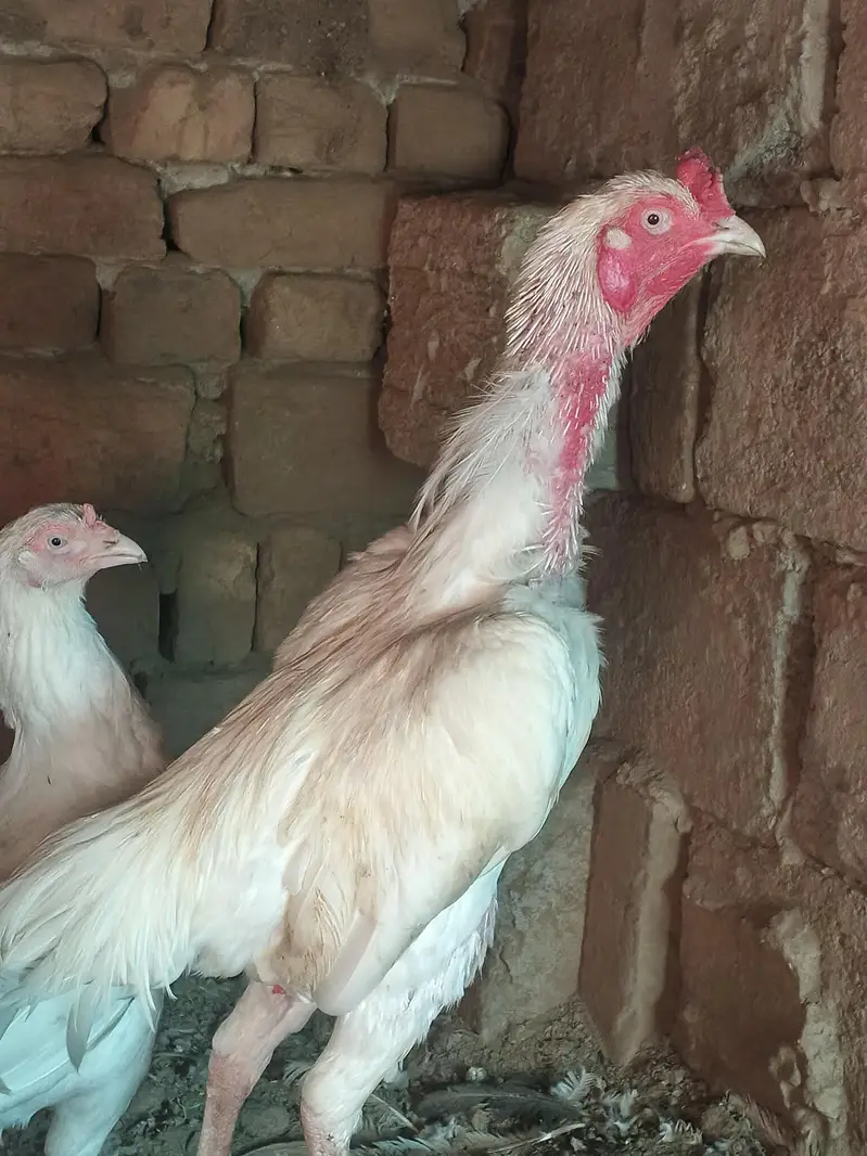 high quality aseel heera pair forsal or exchange — photo 5