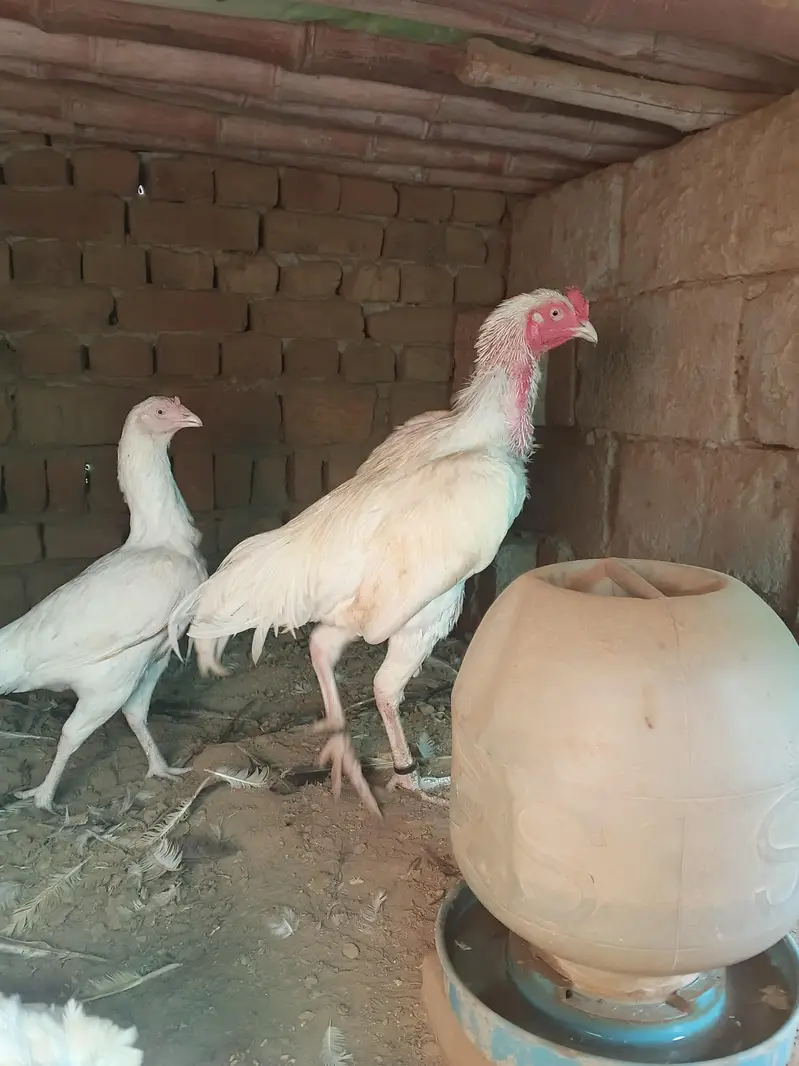 high quality aseel heera pair forsal or exchange — photo 6