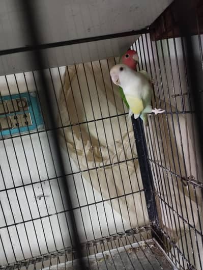 Beautiful rozicoli pair for sell
