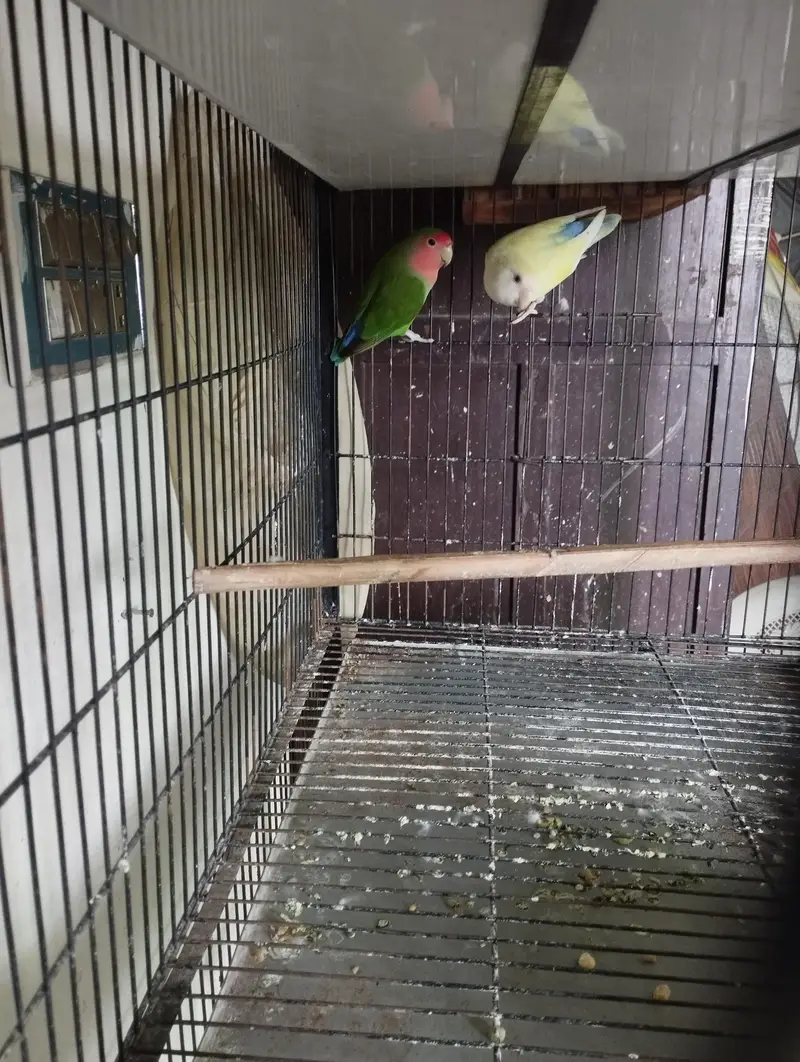 Beautiful rozicoli pair for sell — photo 2