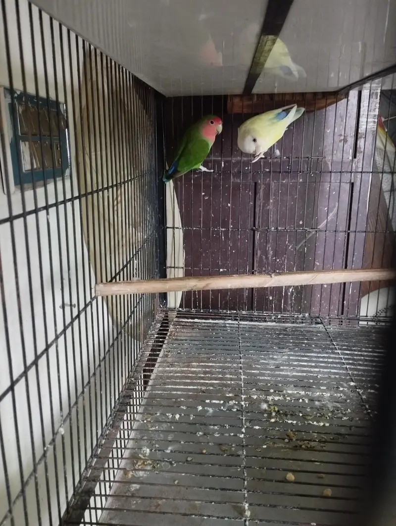 Beautiful rozicoli pair for sell — photo 3