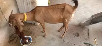 urgent sale dodh wali bakri bachay kay sath
