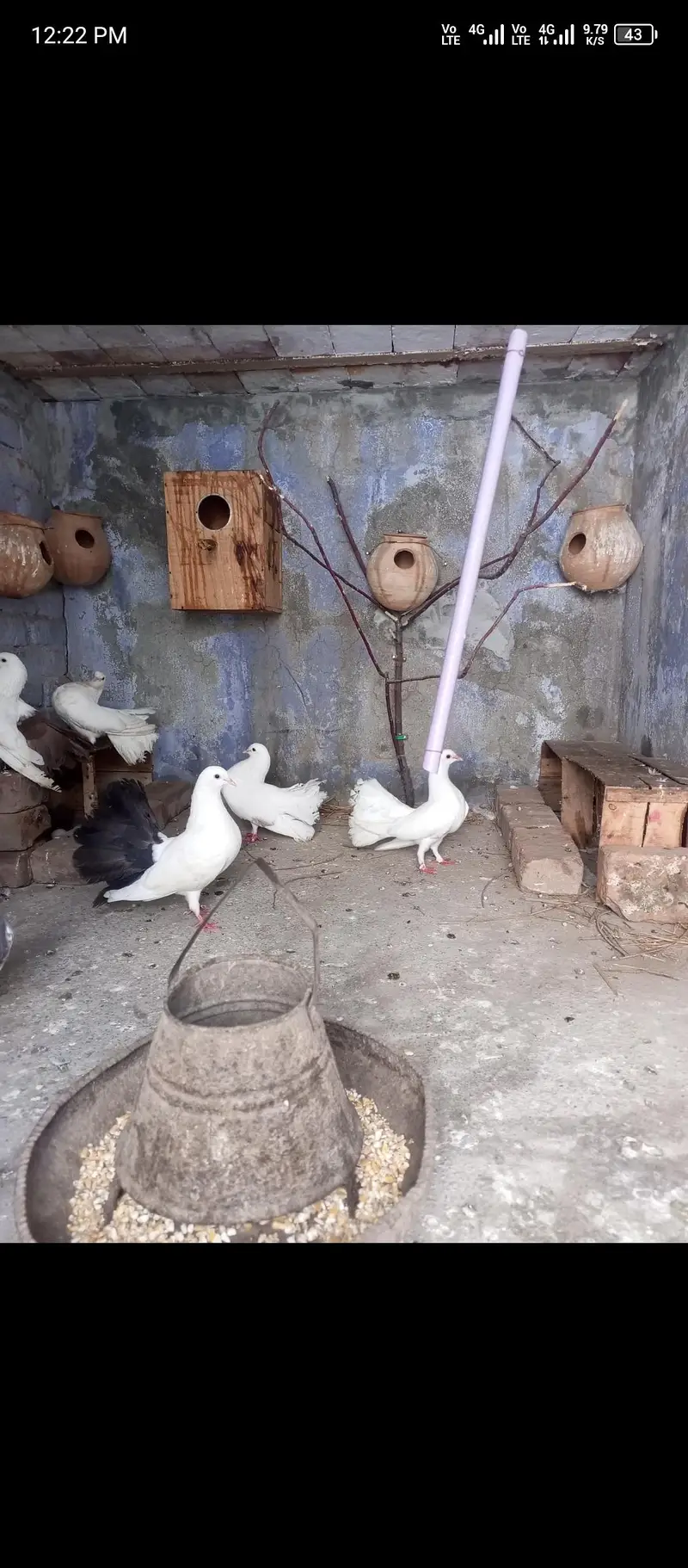 indian blue pecock chicks white hira madi aseel phata — photo 2
