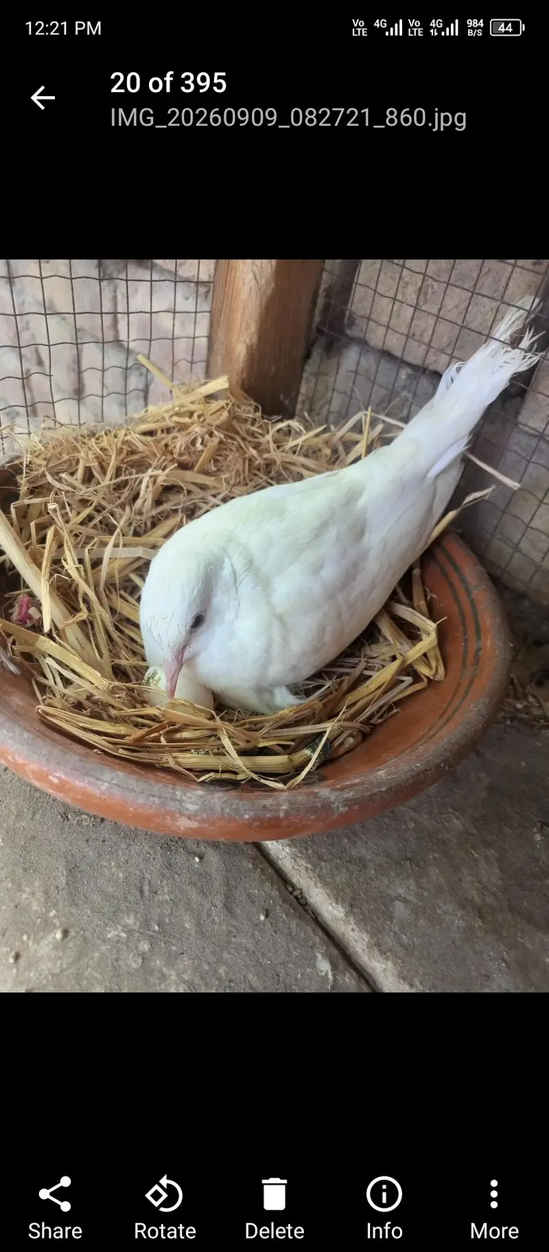 indian blue pecock chicks white hira madi aseel phata — photo 3