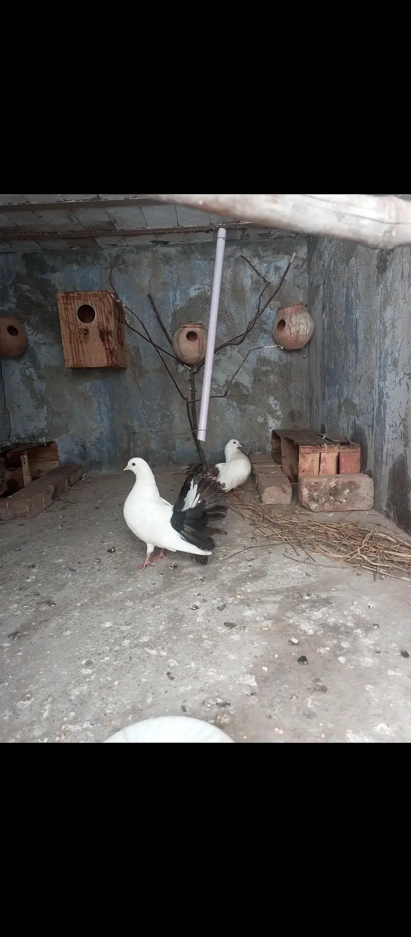 indian blue pecock chicks white hira madi aseel phata — photo 5