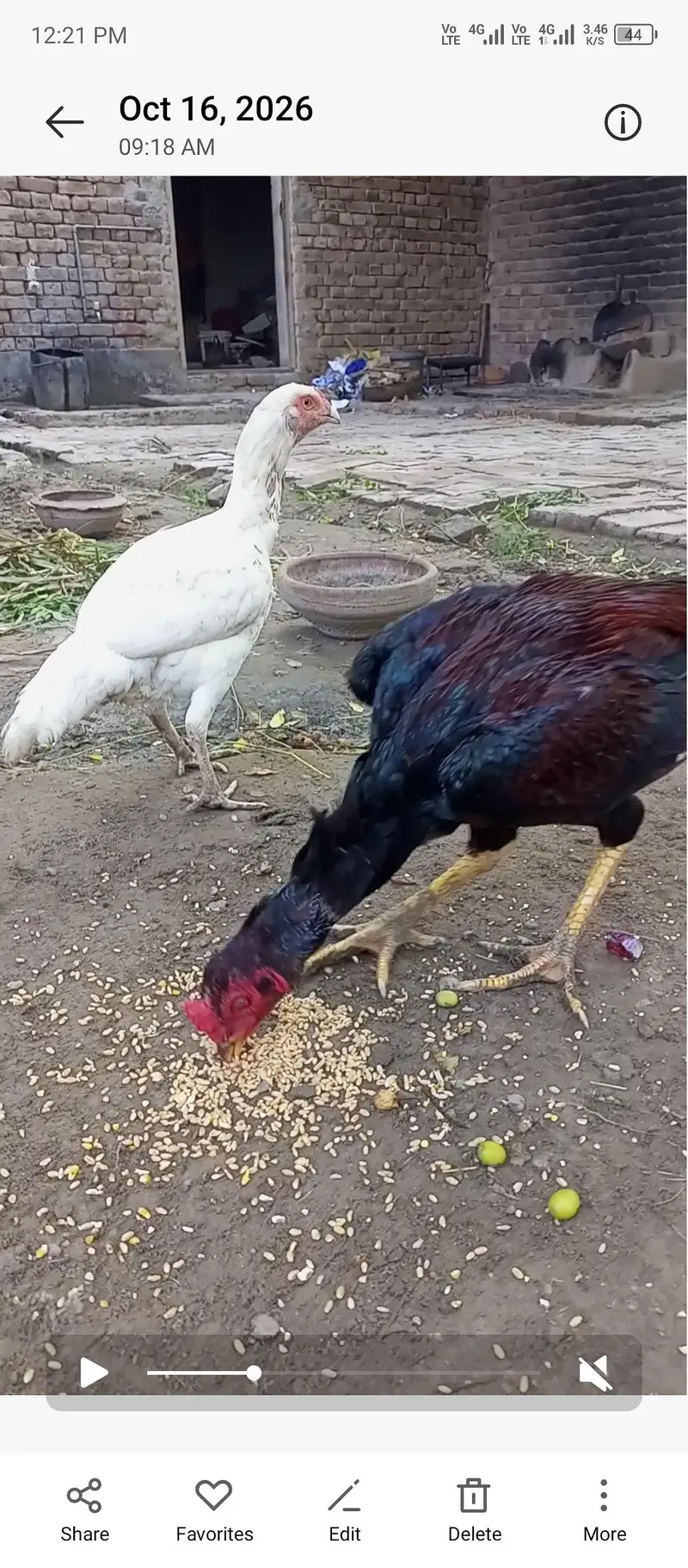 indian blue pecock chicks white hira madi aseel phata — photo 6