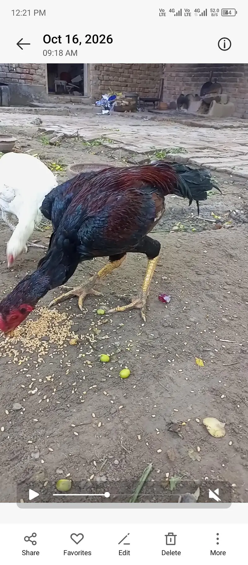 indian blue pecock chicks white hira madi aseel phata — photo 7
