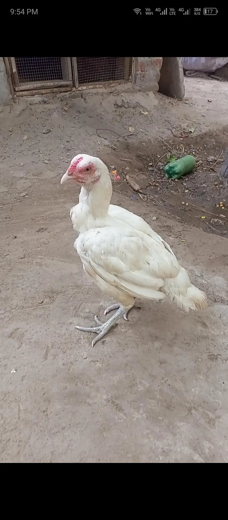 indian blue pecock chicks white hira madi aseel phata — photo 8