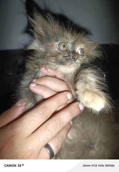 Persian Punch Face Brown Color Cat Baby For Sale 0305.4364606