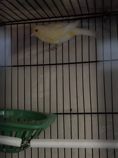 Canary pair
