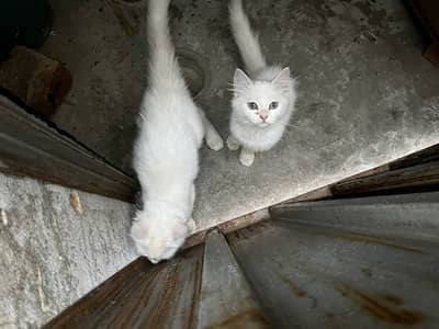 Pure Breed White Persian Kittens for Sale in Bahria Town