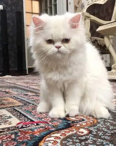 Pure Breed White Persian Kittens for Sale in Bahria Town — photo 2
