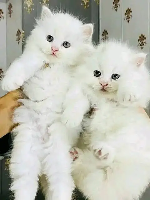 Pure Breed White Persian Kittens for Sale in Bahria Town — photo 3