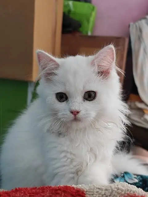 Pure Breed White Persian Kittens for Sale in Bahria Town — photo 4