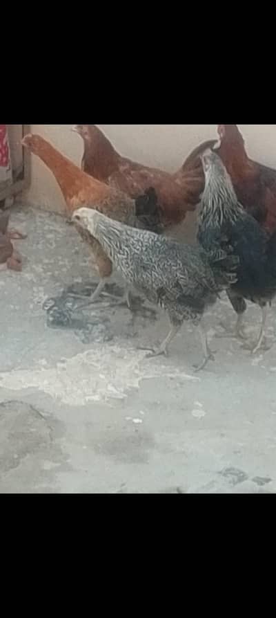 desi morgiyah Hy Ghar ke or dese egg  b Hy Jisko chye rabta karskta Hy
