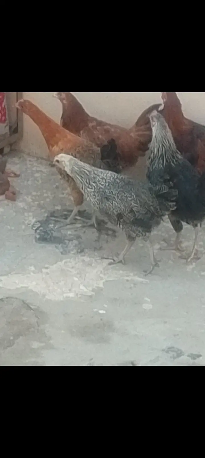 desi morgiyah Hy Ghar ke or dese egg  b Hy Jisko chye rabta karskta Hy — photo 2