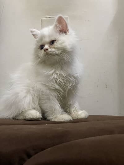High quality kitten