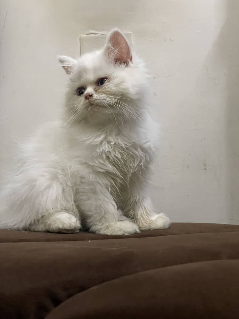 High quality kitten 0