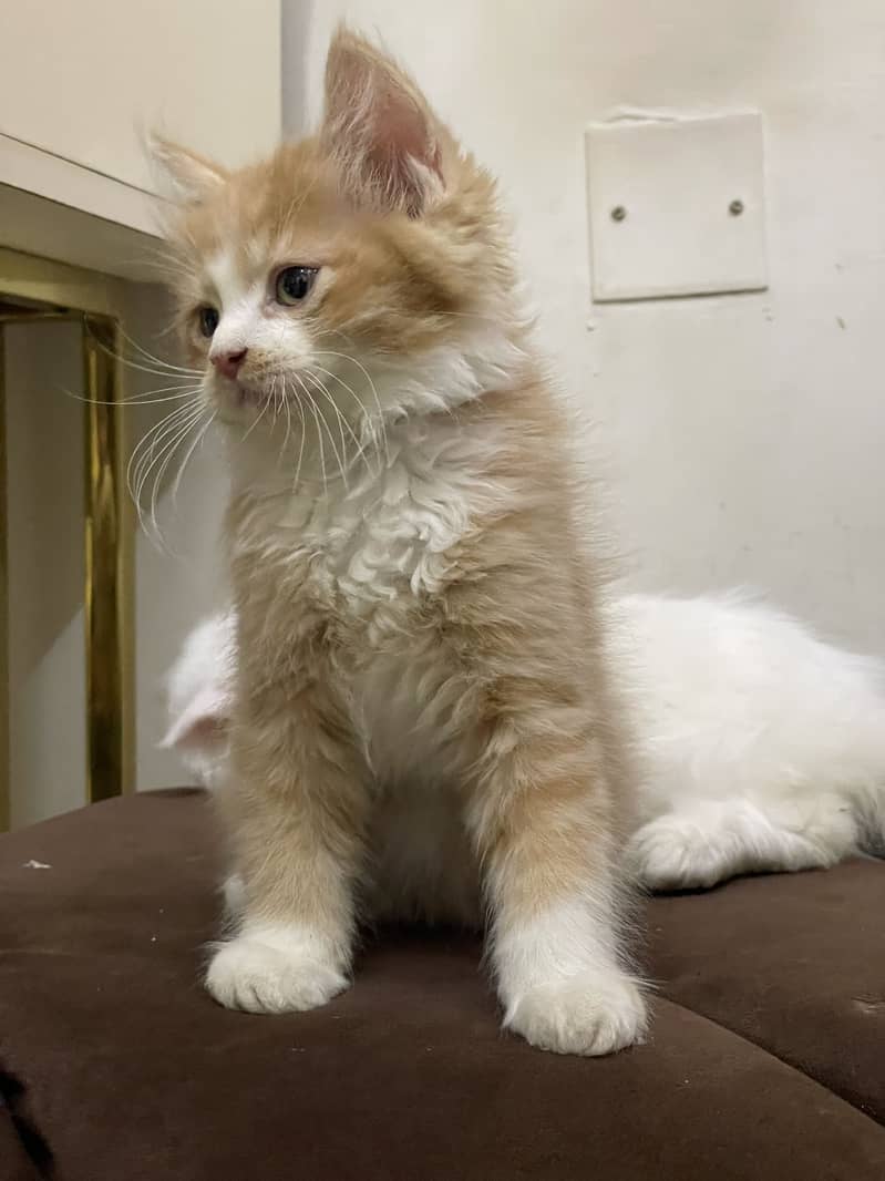 High quality kitten 1