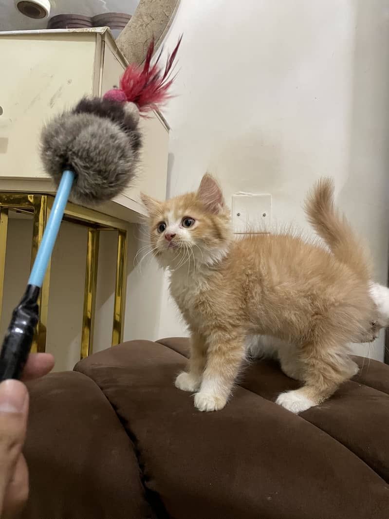 High quality kitten 2