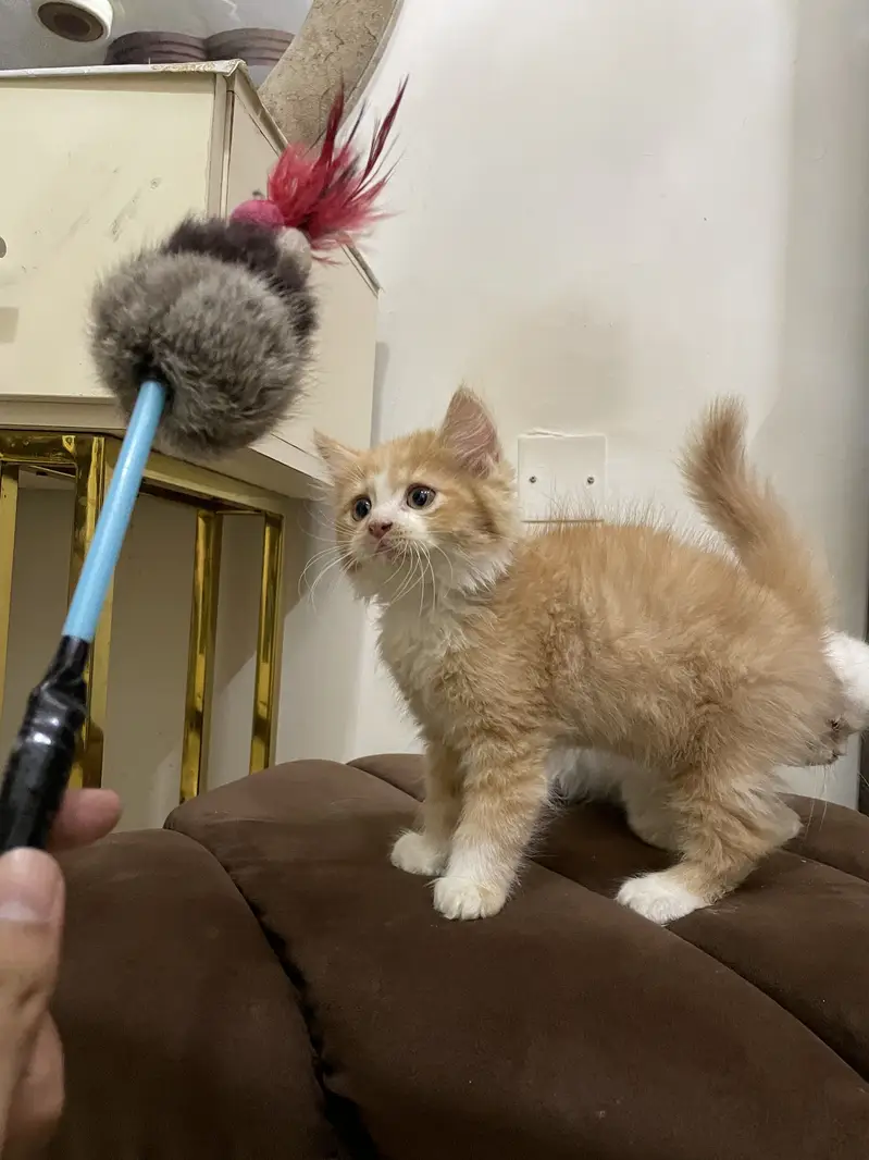 High quality kitten — photo 3