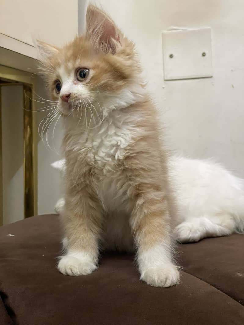 High quality kitten 3