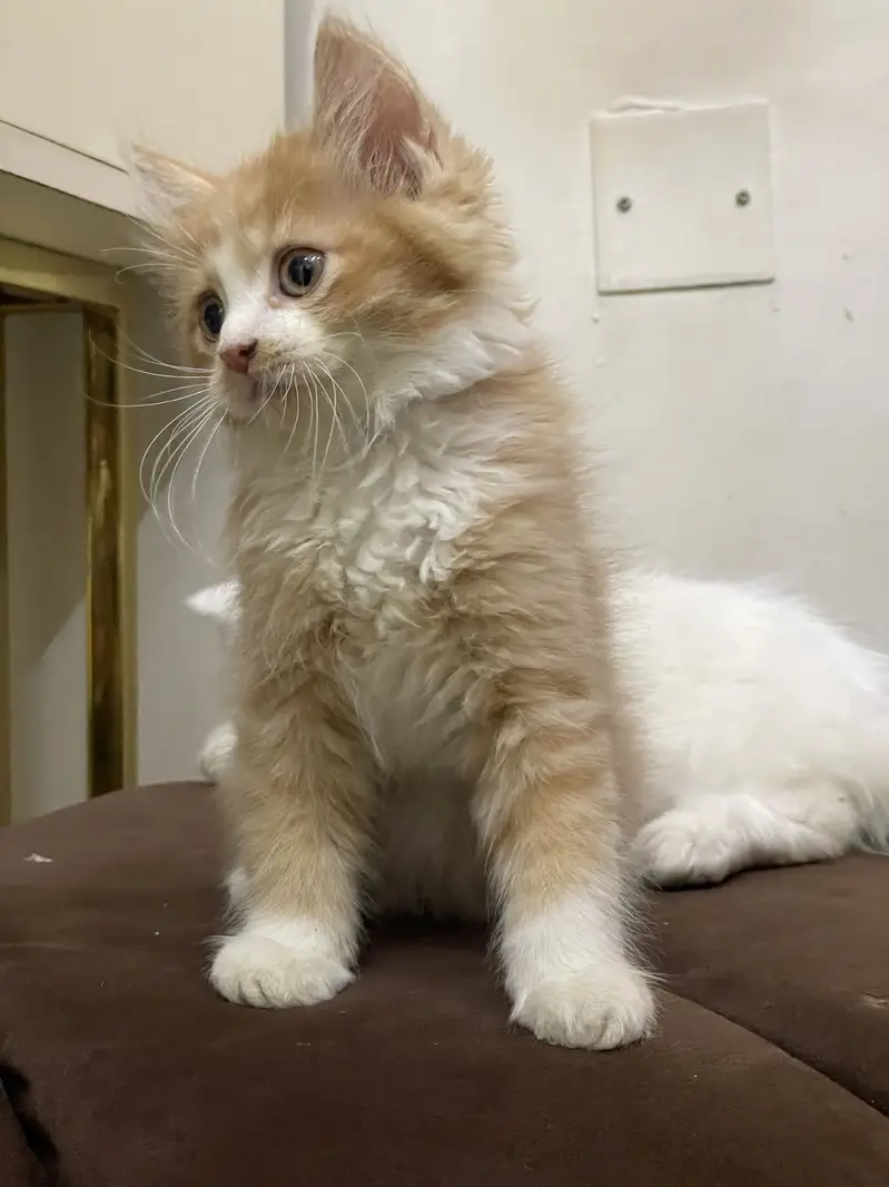 High quality kitten — photo 4