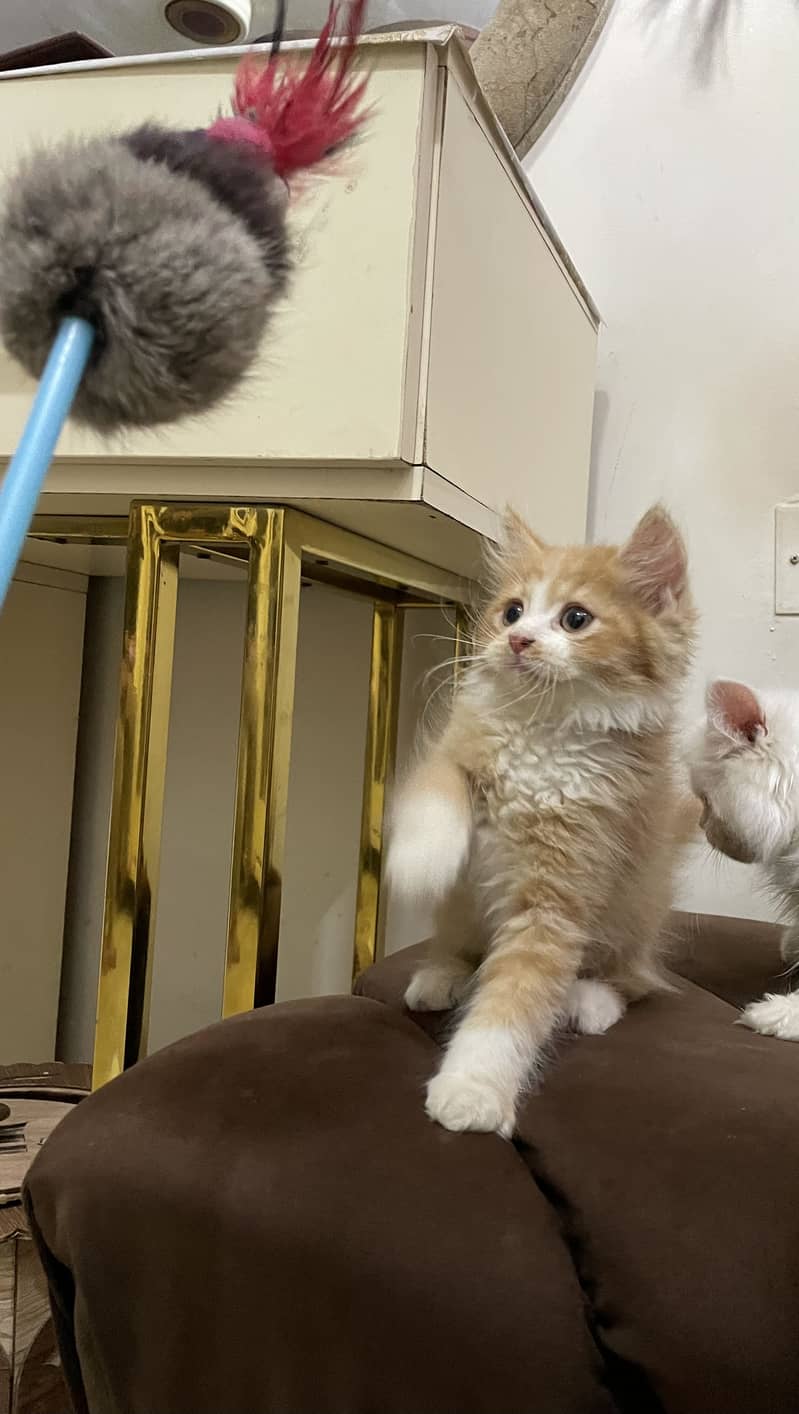 High quality kitten 4