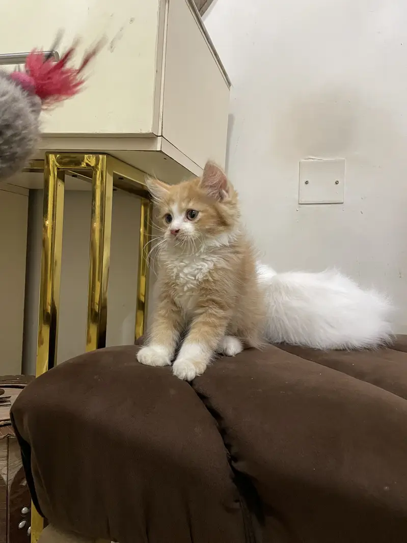 High quality kitten — photo 6