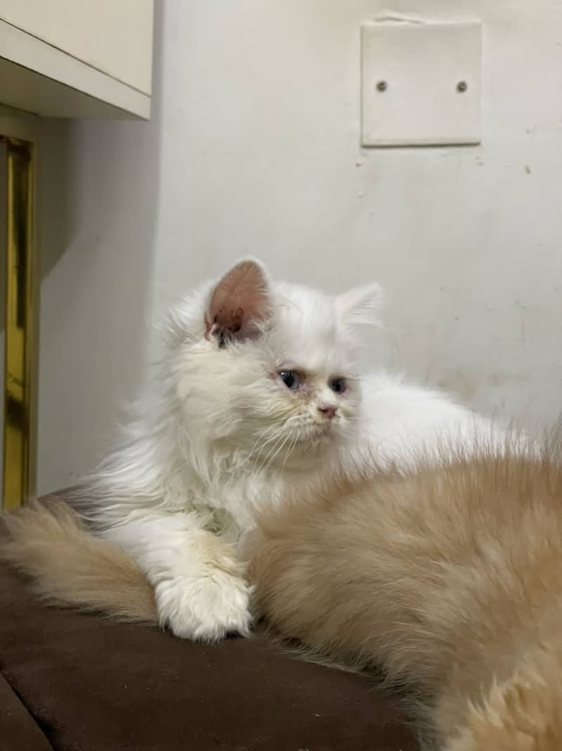 High quality kitten 6