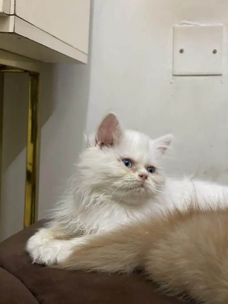 High quality kitten — photo 8