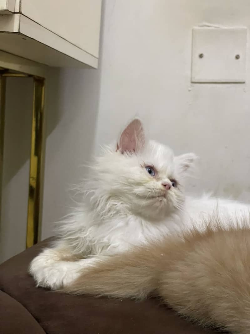 High quality kitten 9