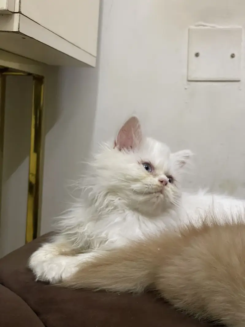 High quality kitten — photo 10