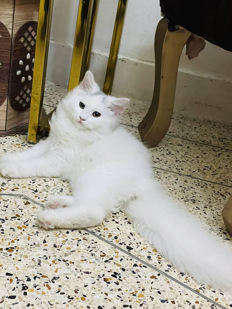 High quality kitten 10
