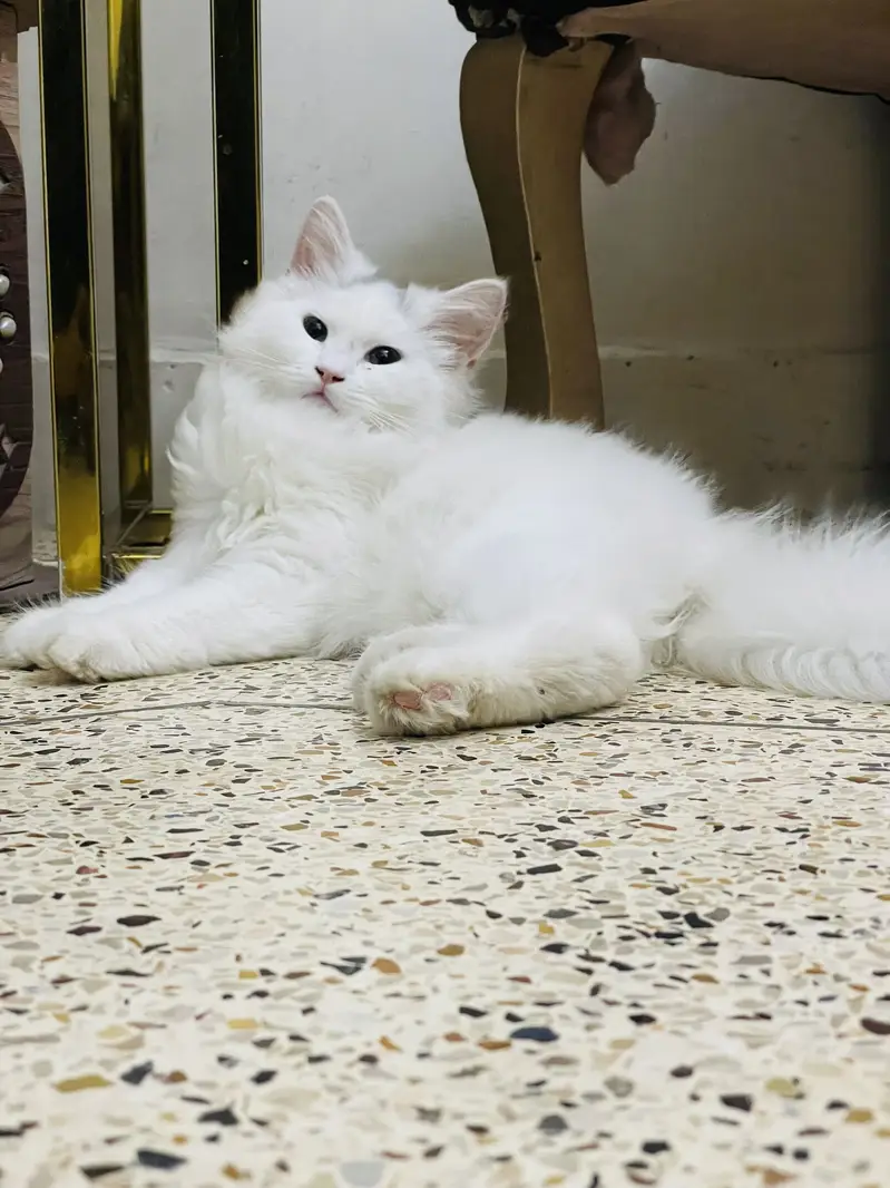 High quality kitten — photo 12