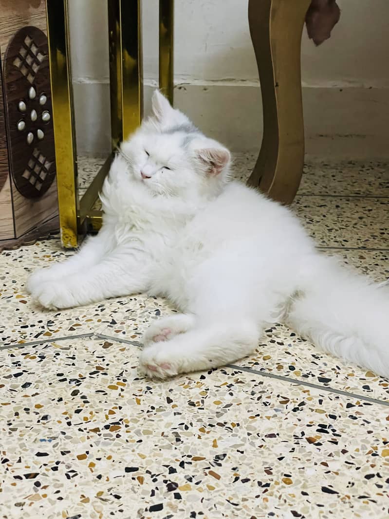 High quality kitten 12