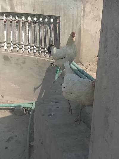 egg layers hens