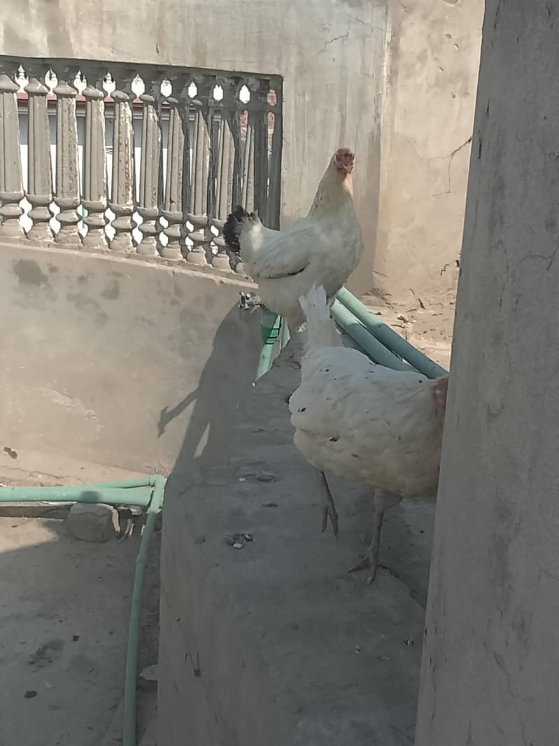 egg layers hens 0