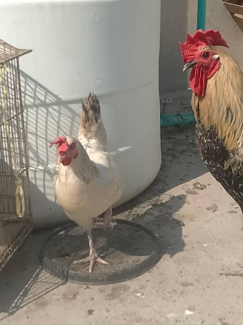 egg layers hens 1